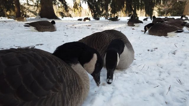Closeup Of Canadian Geese Foraging For Food In Winter Snow With Pine Trees In Park