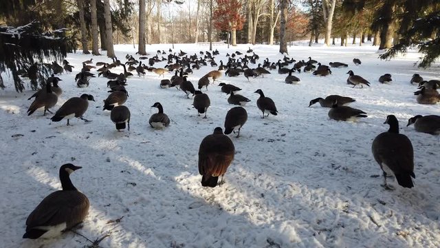 Walking With Canadian Geese Through Snow Covered Forest With Pine Trees