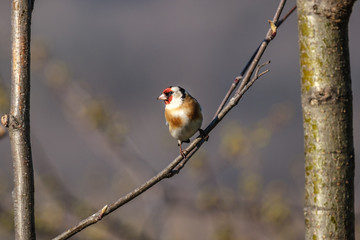 Cardellino