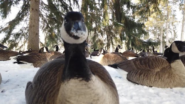 Canadian Geese Extreme Closeup Eating Food In Winter Time 002