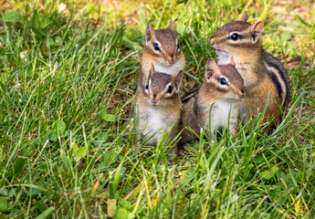 Family of Four Young Eastern Chipmunks, Tamias striatus, in green grass 