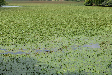 Leaves or pond weed floating on a pond lake water.