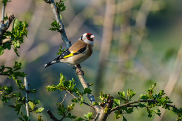Cardellino