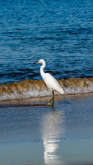 snowy egret walking in the surf on a sunny day at Corona Del Mar beach in Newport Beach California