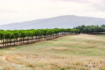 Dirt road to autumn house on farm mountain idyllic picturesque cypress trees lining path in Val D'Orcia countryside in Tuscany, Italy with rolling hills