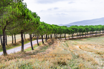 Naklejka premium Dirt road to house on farm cypress trees lining path in Val D'Orcia countryside in Tuscany, Italy with rolling hills