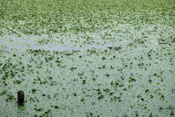 Leaves or pond weed floating on a pond lake water.