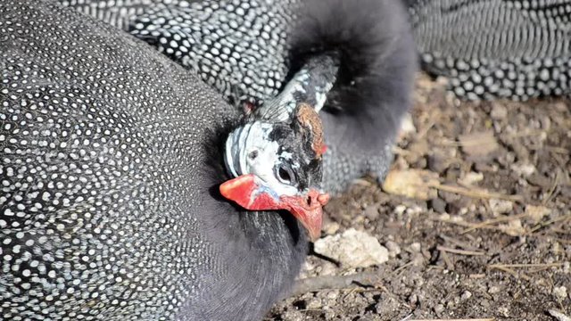 Group of Pearl hen in poultry farm. A flock of free range Domestic guineafowl searching for food. Helmeted guineafowl birds farm in a village. Numida meleagris, pintades or gleanies. 