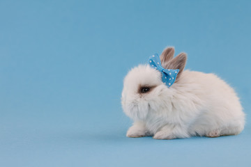 Easter bunny rabbit with bow on blue background