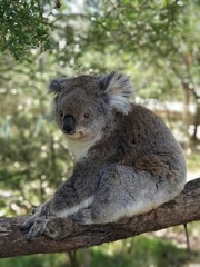 Fototapeta na wymiar Koala just woken up from sleep.