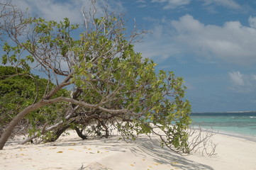 サンゴ礁の砂浜