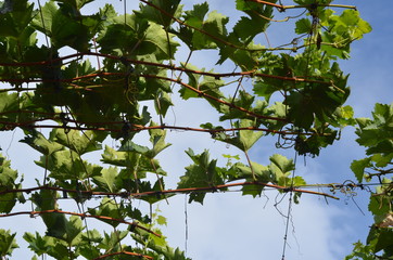 natureza