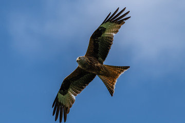Red kite (Milvus milvus) bird of prey