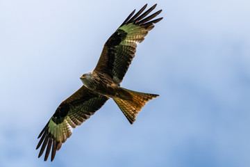 Red kite (Milvus milvus) bird of prey