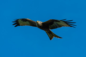 Red kite (Milvus milvus) bird of prey