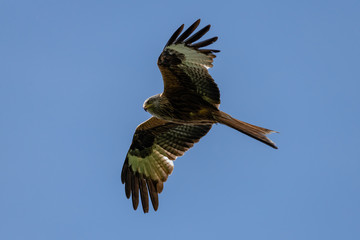 Red kite (Milvus milvus) bird of prey