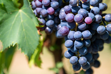 Large purple wine grapes on vine hanging grapevine bunch in Montepulciano, Tuscany, Italy vineyard...