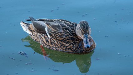 Duck kaczka krajobraz jezioro landscape lake ande  © Dreamnordno