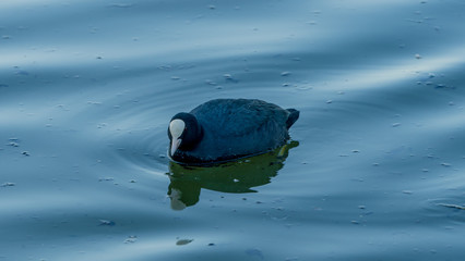 Kaczka duck Łyska zwyczajna Fulica atra Eurasian Coot © Dreamnordno