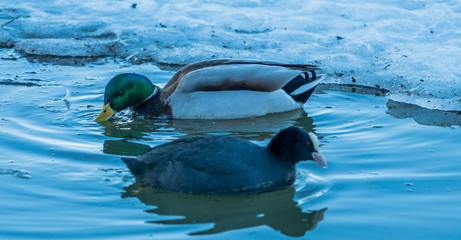 Duck kaczka krajobraz jezioro landscape lake ande  © Dreamnordno