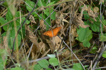 natureza