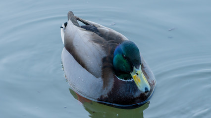 Duck kaczka krajobraz jezioro landscape lake ande  © Dreamnordno