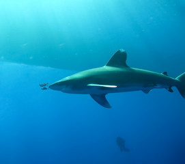 Fototapeta premium Underwater world in deep water in coral reef and plants flowers flora in blue world marine wildlife, travel nature beauty exploration in diving trip,adventures recreation dive. Fish, corals, shark