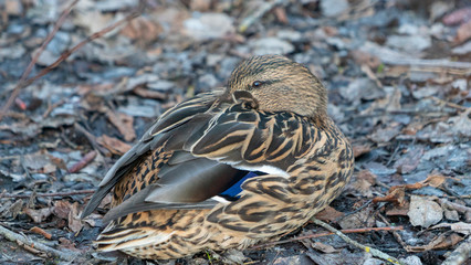 Duck kaczka krajobraz jezioro landscape lake ande  © Dreamnordno