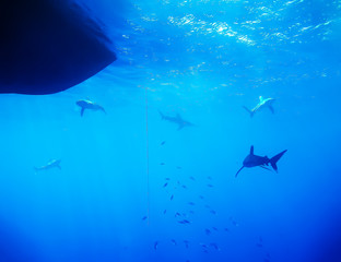 Underwater world in deep water in coral reef and plants flowers flora in blue world marine wildlife, travel nature beauty exploration in diving trip,adventures recreation dive. Fish, corals, shark