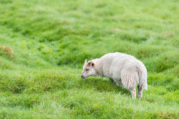 Obraz premium One cute adorable white adult lamb Icelandic sheep standing grazing green grass pasture at farm field in Iceland summer