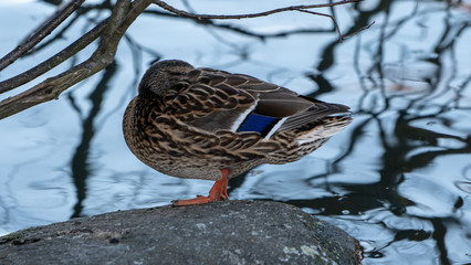 Duck kaczka krajobraz jezioro landscape lake ande  © Dreamnordno