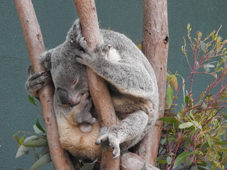 sleeping koala © Jamie