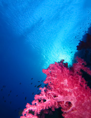 Underwater world in deep water in coral reef and plants flowers flora in blue world marine wildlife, travel nature beauty exploration in diving trip,adventures recreation dive. Fish, corals,creatures