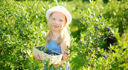 Cute little girl picking fresh berries on organic blueberry farm on warm and sunny summer day. Fresh healthy organic food for small kids.