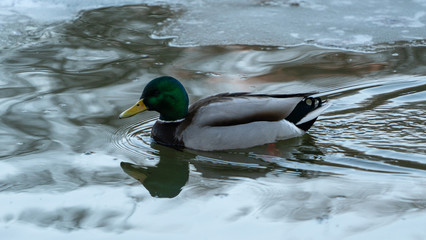Duck kaczka krajobraz jezioro landscape lake ande  © Dreamnordno