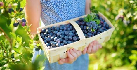 Cute little girl picking fresh berries on organic blueberry farm on warm and sunny summer day....