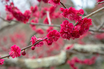 梅の花