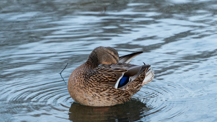 Duck kaczka krajobraz jezioro landscape lake ande  © Dreamnordno