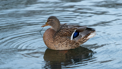Duck kaczka krajobraz jezioro landscape lake ande	