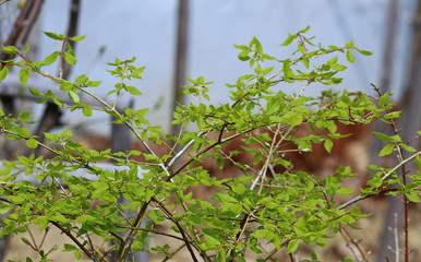 푸른 봄나무 잎