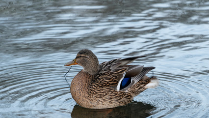 Duck kaczka krajobraz jezioro landscape lake ande  © Dreamnordno