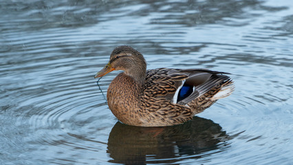 Duck kaczka krajobraz jezioro landscape lake ande	