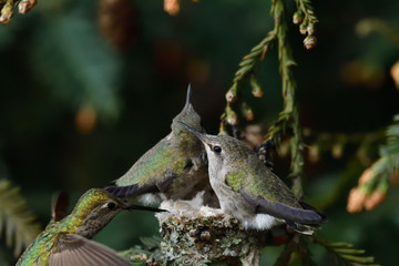 A Pair of Hummingbird Chicks
