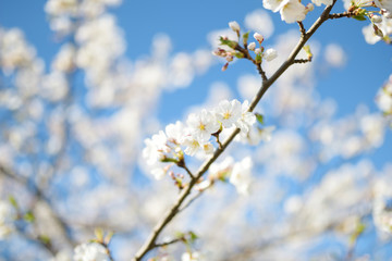 Beautiful cherry tree blossoming on spring. Beauty in nature.
