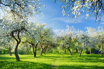 Fototapeta Beautiful old apple tree garden blossoming on sunny spring day. obraz