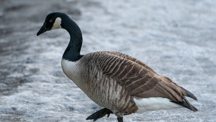 Gęś Goose Bernikla kanadyjska północna Branta canadensis