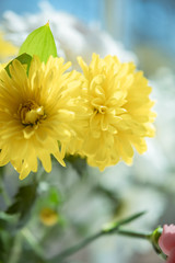 Fototapeta premium yellow flower
