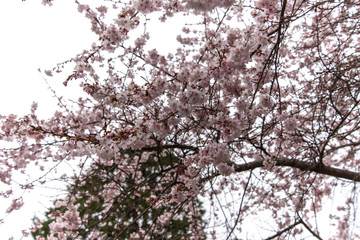 桜の花
