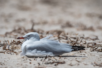 Silver Gull [Chroicocephalus novaehollandiae] facing wind