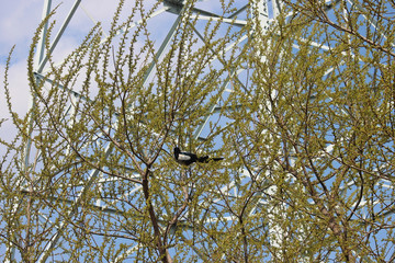 초봄 나무가지에 앉은 까치